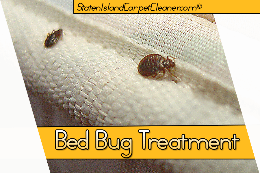 Bed Bug Treatment  - Staten Island